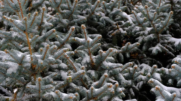 トウヒの枝に雪 ウェブデザインのためのぼやけたクリスマスの背景 — ストック写真