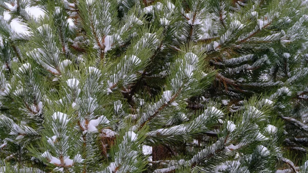Snow Branches Spruce Blurred Christmas Background Web Design — Stock Photo, Image