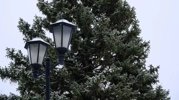 Nieve Las Ramas Del Abeto Fondo Borroso Navidad Para Diseño —  Fotos de Stock