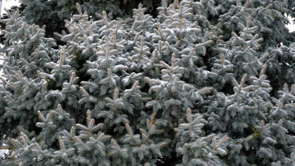 Nieve Las Ramas Del Abeto Fondo Borroso Navidad Para Diseño — Foto de Stock