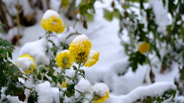 Yellow flowers under the falling snow.