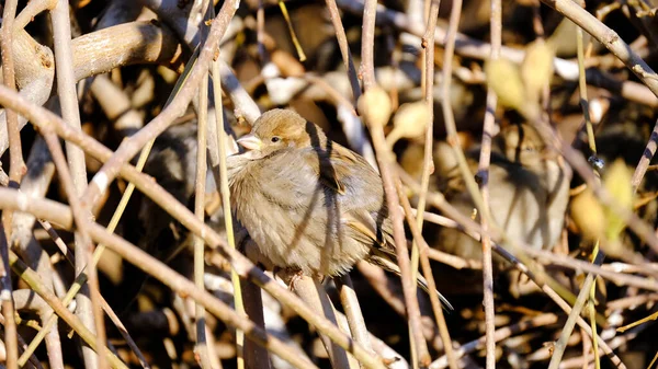 冬の木の枝に灰色の雀 — ストック写真