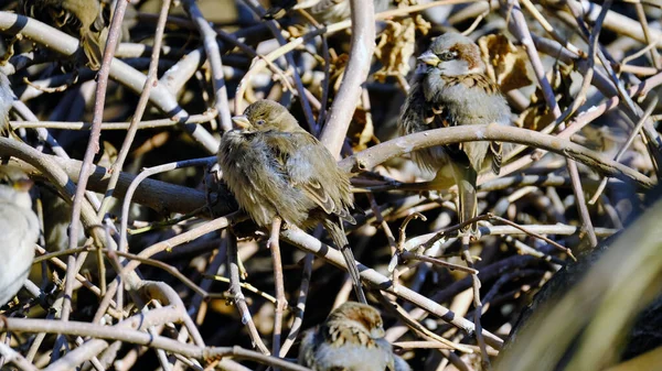 Grauer Sperling Auf Einem Ast Winter — Stockfoto