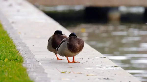 Canard Sur Étang Ville Image Fond Pour Conception Web — Photo