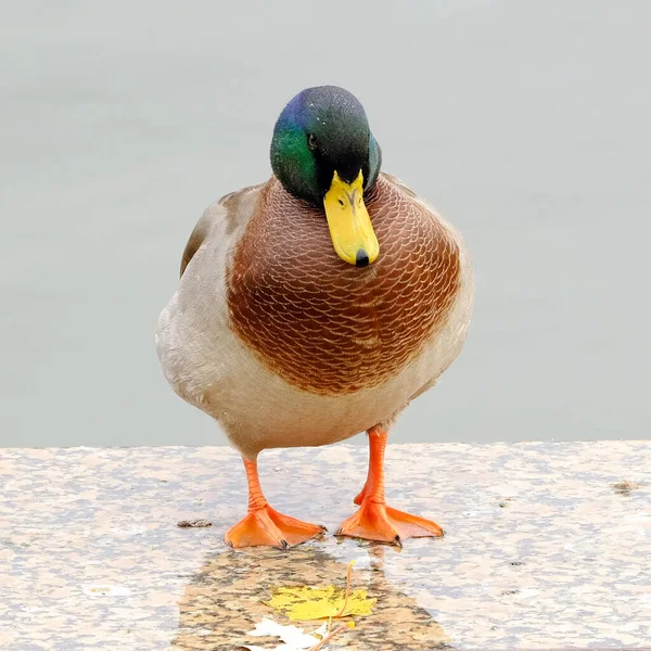 Ente Auf Dem Stadtweiher Hintergrundbild Für Webdesign — Stockfoto