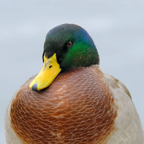 Canard Sur Étang Ville Image Fond Pour Conception Web Photos De Stock Libres De Droits