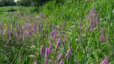 Şehir parkında çiçekler. Web tasarımı için çiçek arkaplanı