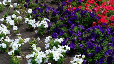 Şehir parkında çiçekler. Web tasarımı için çiçek arkaplanı