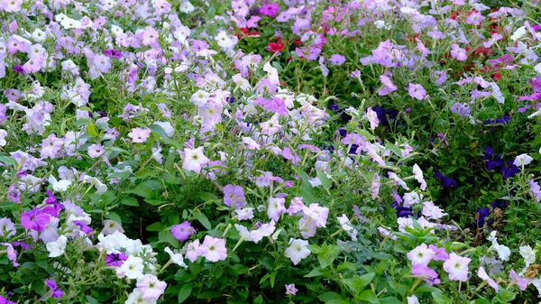 Flowers City Park Floral Background Web Design — Stock Photo, Image