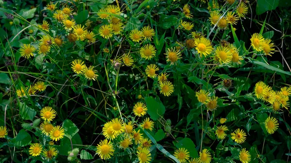 Fleurs Dans Parc Ville Fond Floral Pour Conception Web — Photo