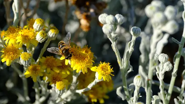 Fleurs Dans Parc Ville Fond Floral Pour Conception Web — Photo