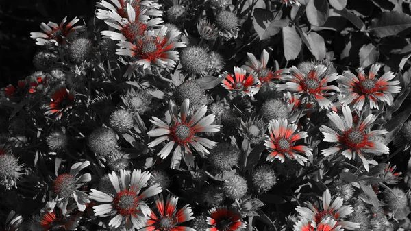 市内の公園の花 Webデザインの花の背景 — ストック写真