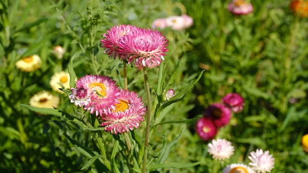 Bloemen Het Stadspark Bloemen Achtergrond Voor Web Design — Stockfoto