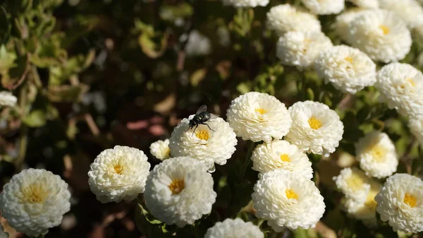 Fleurs Dans Parc Ville Fond Floral Pour Conception Web — Photo