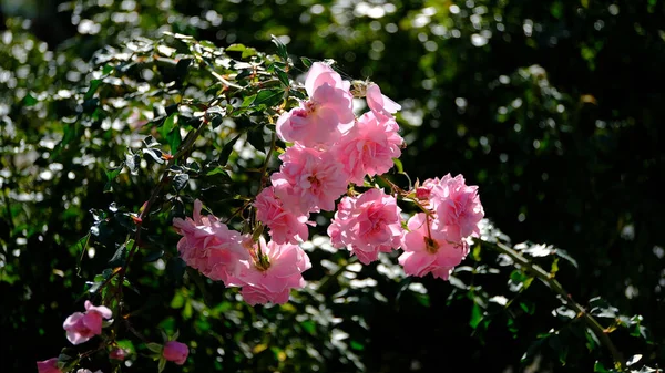 Цветы Парке Цветочный Фон Веб Дизайна — стоковое фото