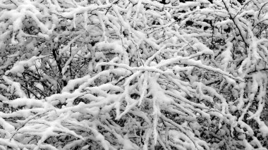 Karların altındaki ağaçların dalları. Web tasarımı için kışın Noel arkaplanı