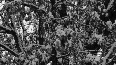 Karların altındaki ağaçların dalları. Web tasarımı için kışın Noel arkaplanı