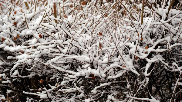 Ramas Árboles Bajo Nieve Fondo Navidad Invierno Para Diseño Web — Foto de Stock