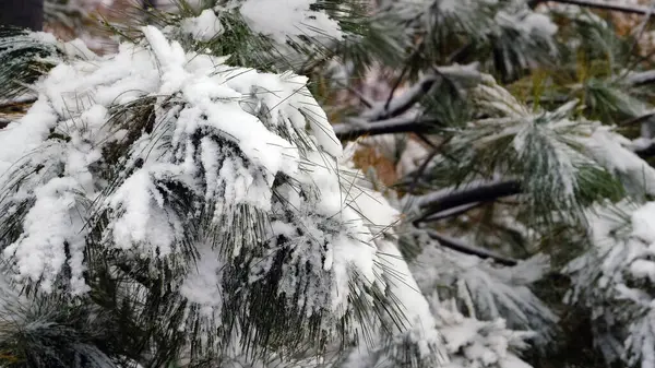 Gałęzie Drzew Pod Śniegiem Zimowe Boże Narodzenie Tło Dla Projektowania — Zdjęcie stockowe