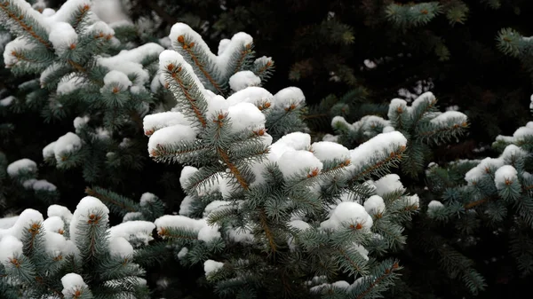 Gałęzie Drzew Pod Śniegiem Zimowe Boże Narodzenie Tło Dla Projektowania — Zdjęcie stockowe