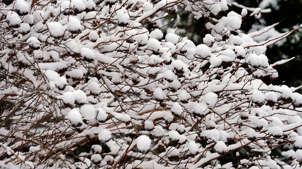 Ramas Árboles Bajo Nieve Fondo Navidad Invierno Para Diseño Web — Foto de Stock