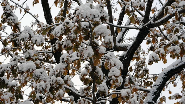 Ramas Árboles Bajo Nieve Fondo Navidad Invierno Para Diseño Web — Foto de Stock