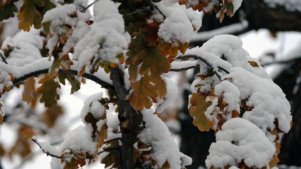 Ramas Árboles Bajo Nieve Fondo Navidad Invierno Para Diseño Web — Foto de Stock