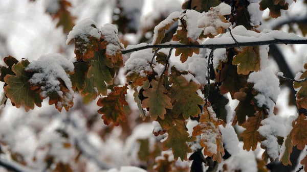 Ramas Árboles Bajo Nieve Fondo Navidad Invierno Para Diseño Web — Foto de Stock