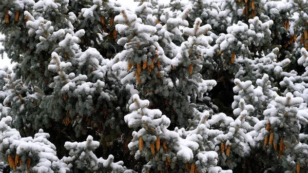 Äste Von Bäumen Unter Dem Schnee Winter Weihnachten Hintergrund Für — Stockfoto