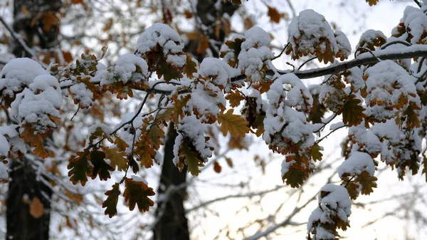 Takken Van Bomen Onder Sneeuw Winter Kerst Achtergrond Voor Web — Stockfoto