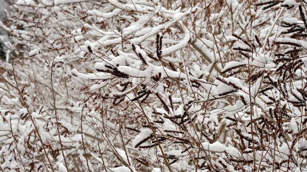 Ramas Árboles Bajo Nieve Fondo Navidad Invierno Para Diseño Web — Foto de Stock