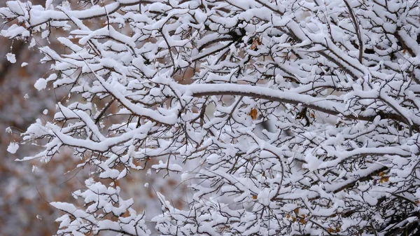 Ramas Árboles Bajo Nieve Fondo Navidad Invierno Para Diseño Web — Foto de Stock