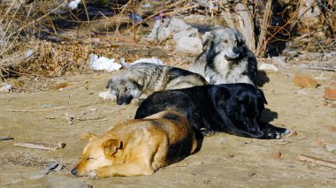 Bir Rus şehrinin sokaklarında evsiz köpekler