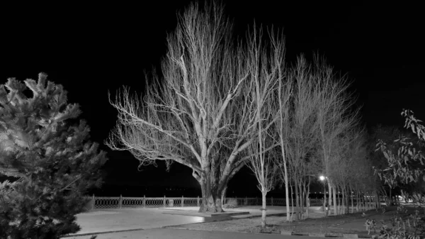 Krajobraz Miasta Nocy Drzewa Bez Liści Styczniu — Zdjęcie stockowe