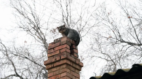 Gato Sem Teto Uma Rua Cidade — Fotografia de Stock