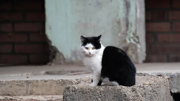 Gato Sem Teto Uma Rua Cidade — Fotografia de Stock