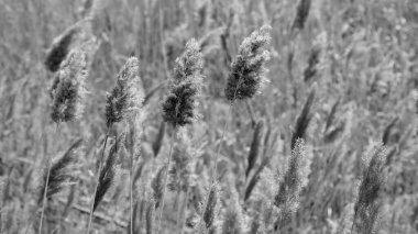 Kuru saz çalıları. Bulanık arkaplan