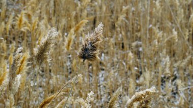 Kuru saz çalıları. Bulanık arkaplan
