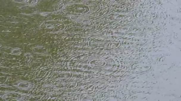 Esőcseppek Hullanak Felszínére Vízkörök — Stock videók