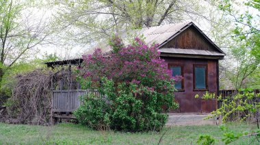 Rusya 'daki yazlık evlerde binalar