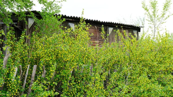 Gebouwen Zomerhuisjes Rusland — Stockfoto