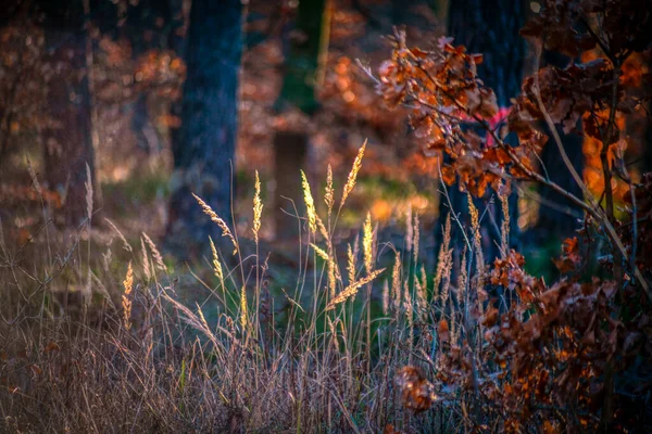 Цветная Осенняя Сцена Оранжевыми Листьями Солнечными Травами Лесу — стоковое фото