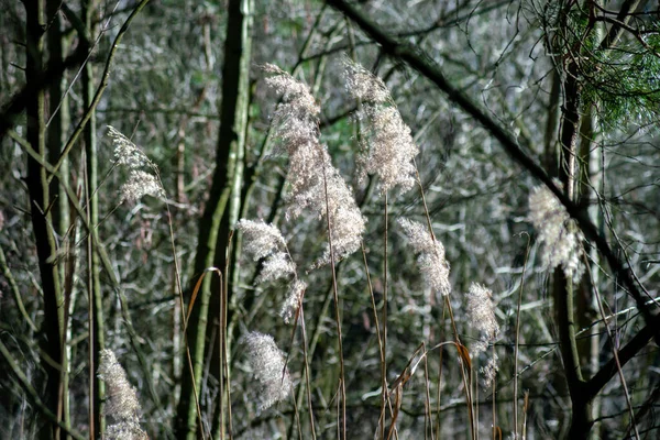 Fragile Herbe Blanche Fleurir Sous Soleil Éclatant Sur Fond Forêt — Photo