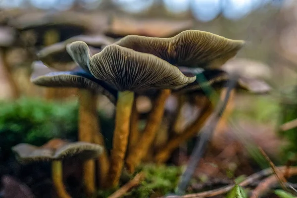 Close Cogumelos Castanhos Frescos Crescendo Nas Florestas Outono — Fotografia de Stock