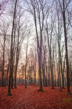 Berlin Frohnau, Almanya 'da bir kayın ormanının renkli görüntüsü ve renkli yeşillikler
