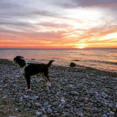 Gün batımında Elmenhorst sahilinde siyah beyaz bir köpek.
