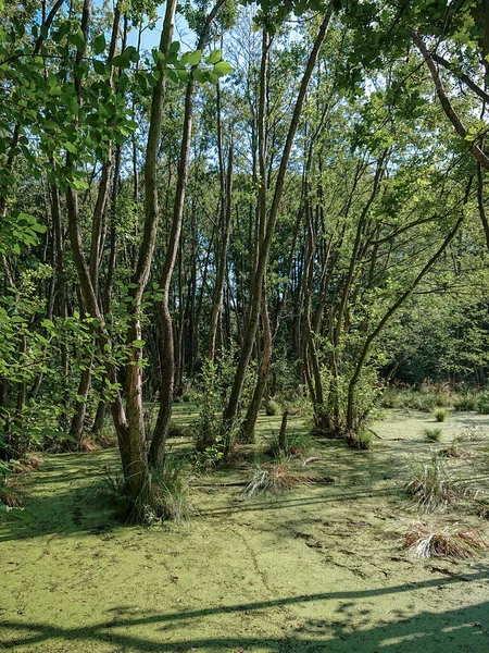 ドイツの湿地帯にあるダックウィード レムナ マイナー でいっぱいの水の中に立つ木 トレウンブリーツェン近くの自然保護区Zarth — ストック写真