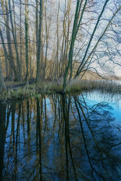 ドイツ メスベルクのHuwenowseeの水面の木々の反射 — ストック写真