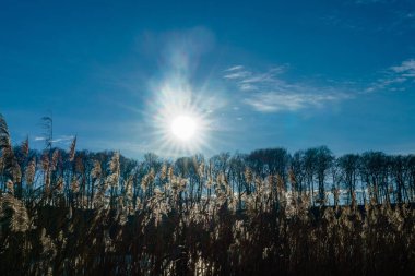 Reed, Huwenowsee, Meseberg 'de güneş ışığına karşı bitki yetiştiriyor.