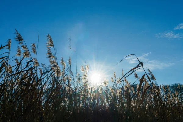 Plantas Caña Contra Luz Del Sol Huwenowsee Meseberg — Foto de Stock